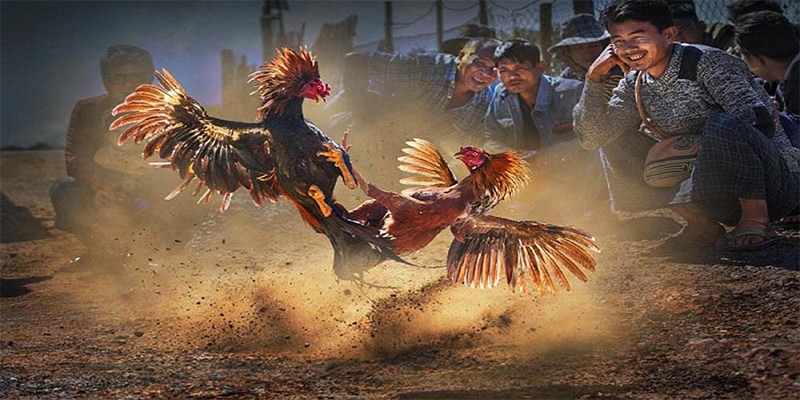 s66 chơi bắn cá đổi thưởng