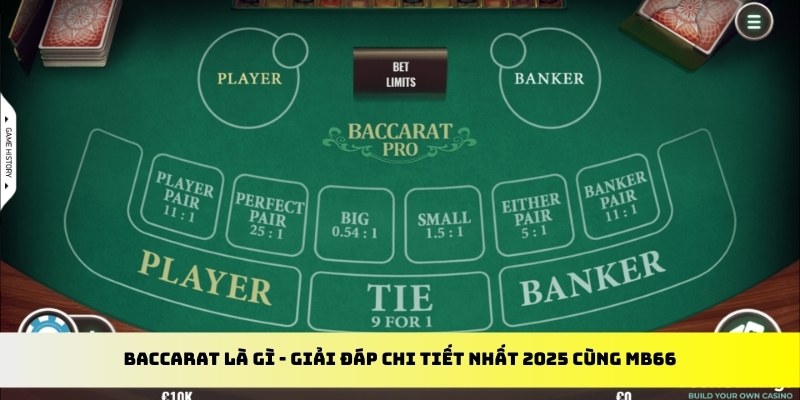 s66 gà chọi cu cần
