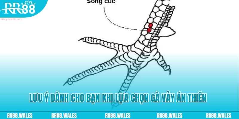 s66 xổ số đồng nai