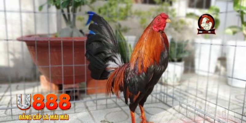 s66 casino máy tính