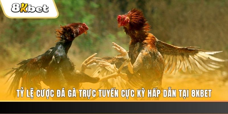 s66 đăng nhập phỏm trực tiếp